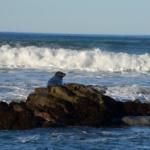 Cambria_0223 (November 04, 2012)